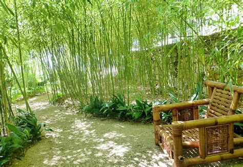 Le Jardin de la Forêt de Bambous: Un paradis vert pour l'âme vagabonde !